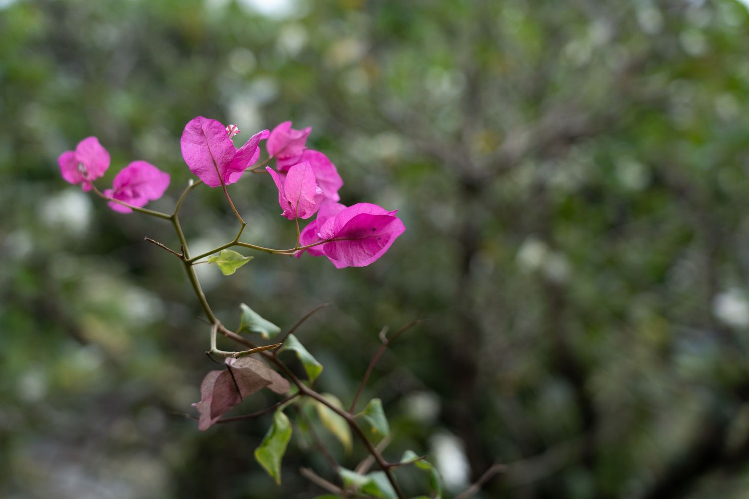 Flowers