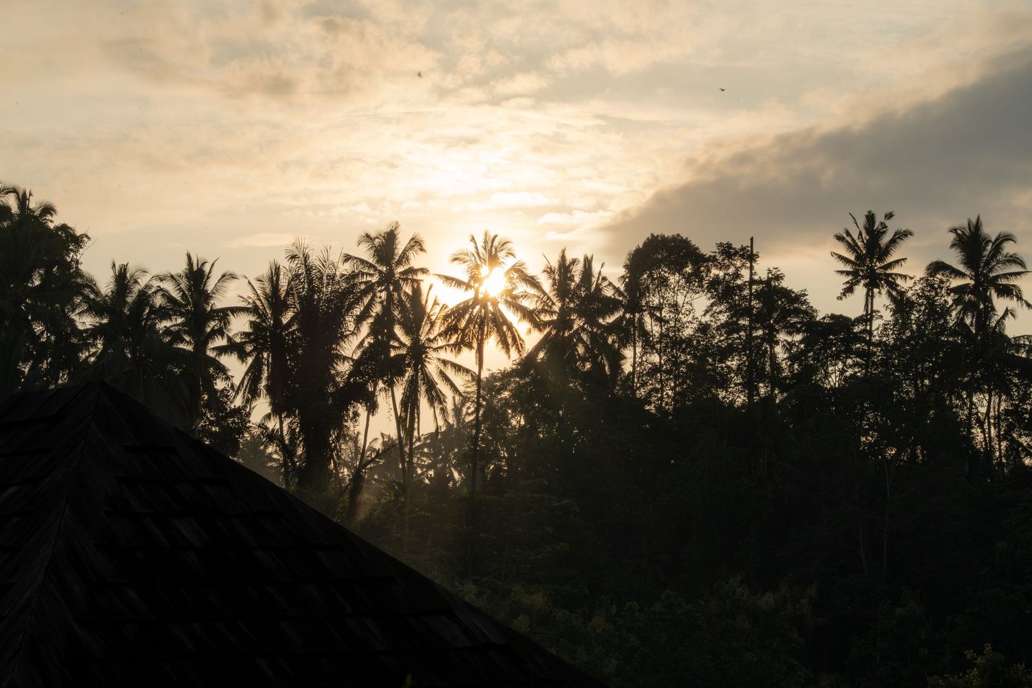Sunrise over Ubud rice fields with soft golden light.