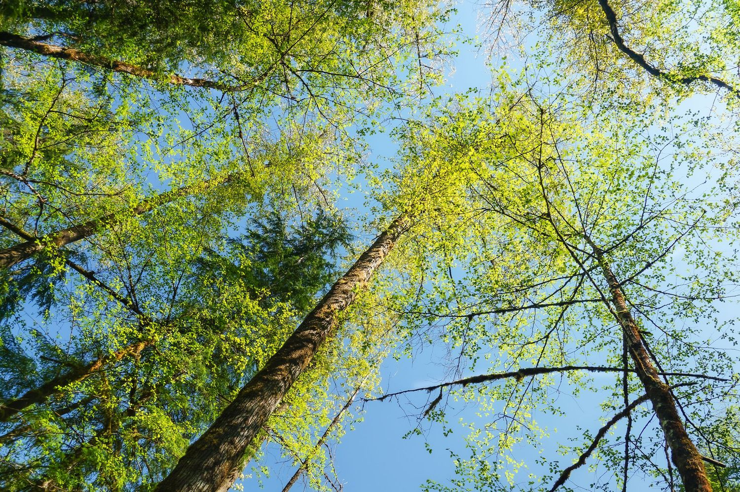 Tree Tops, painted Tree