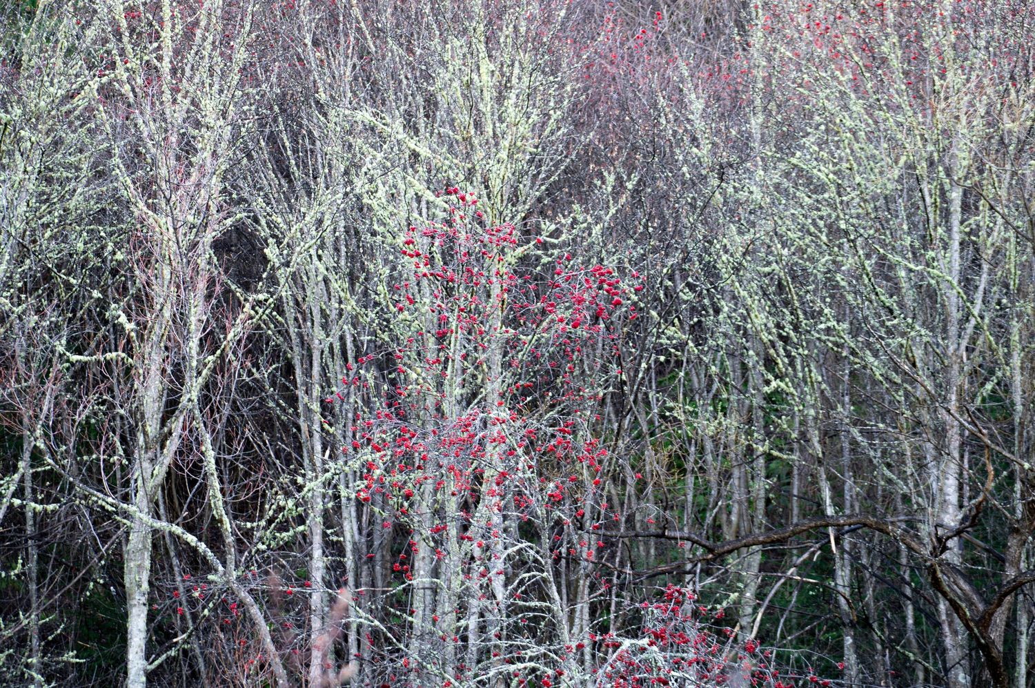 Tree Colours, Spring