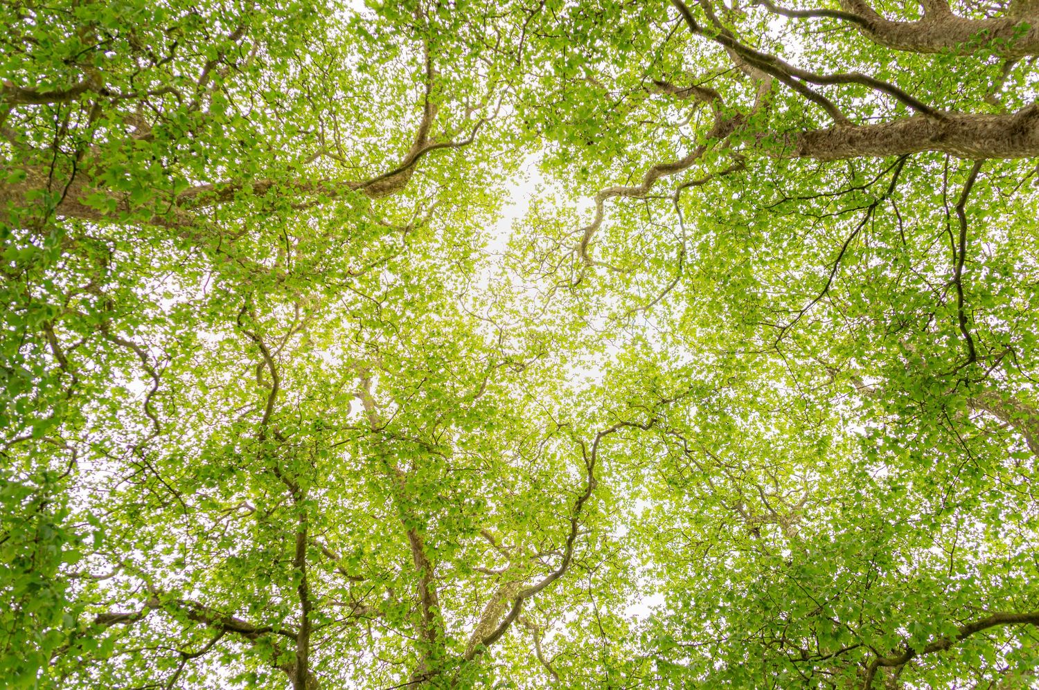 Tree Tops, Meet