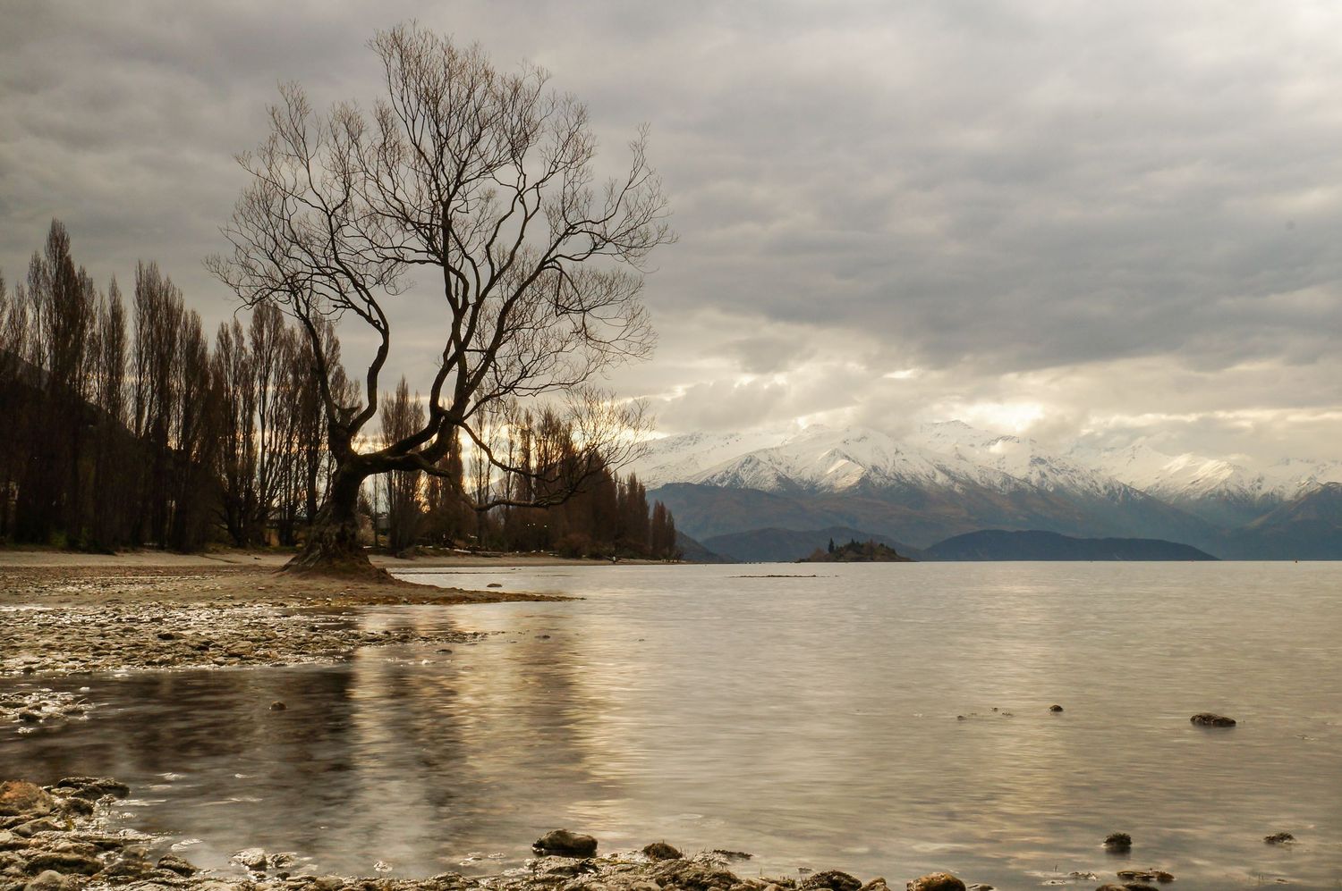 Wanaka Tree