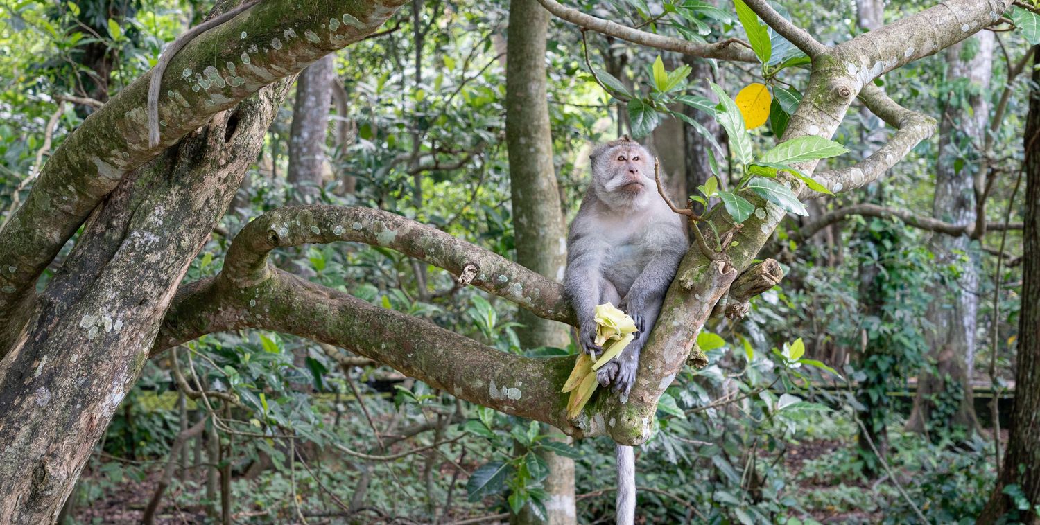 Monkey sitting in natural surroundings with expressive detail.