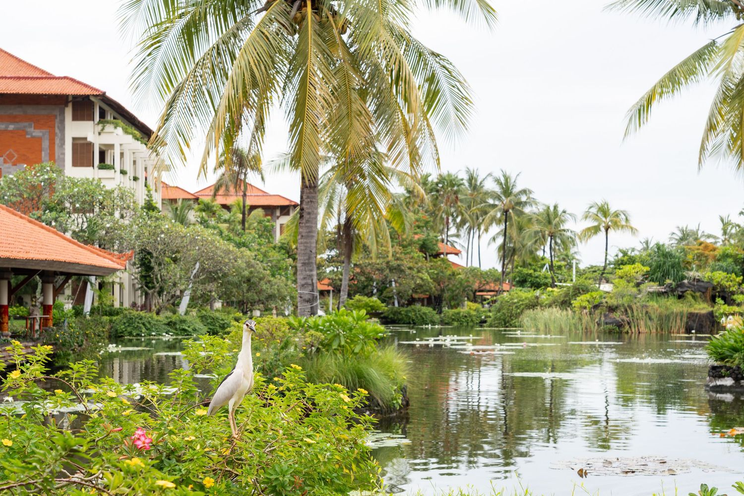 Bird, Resort