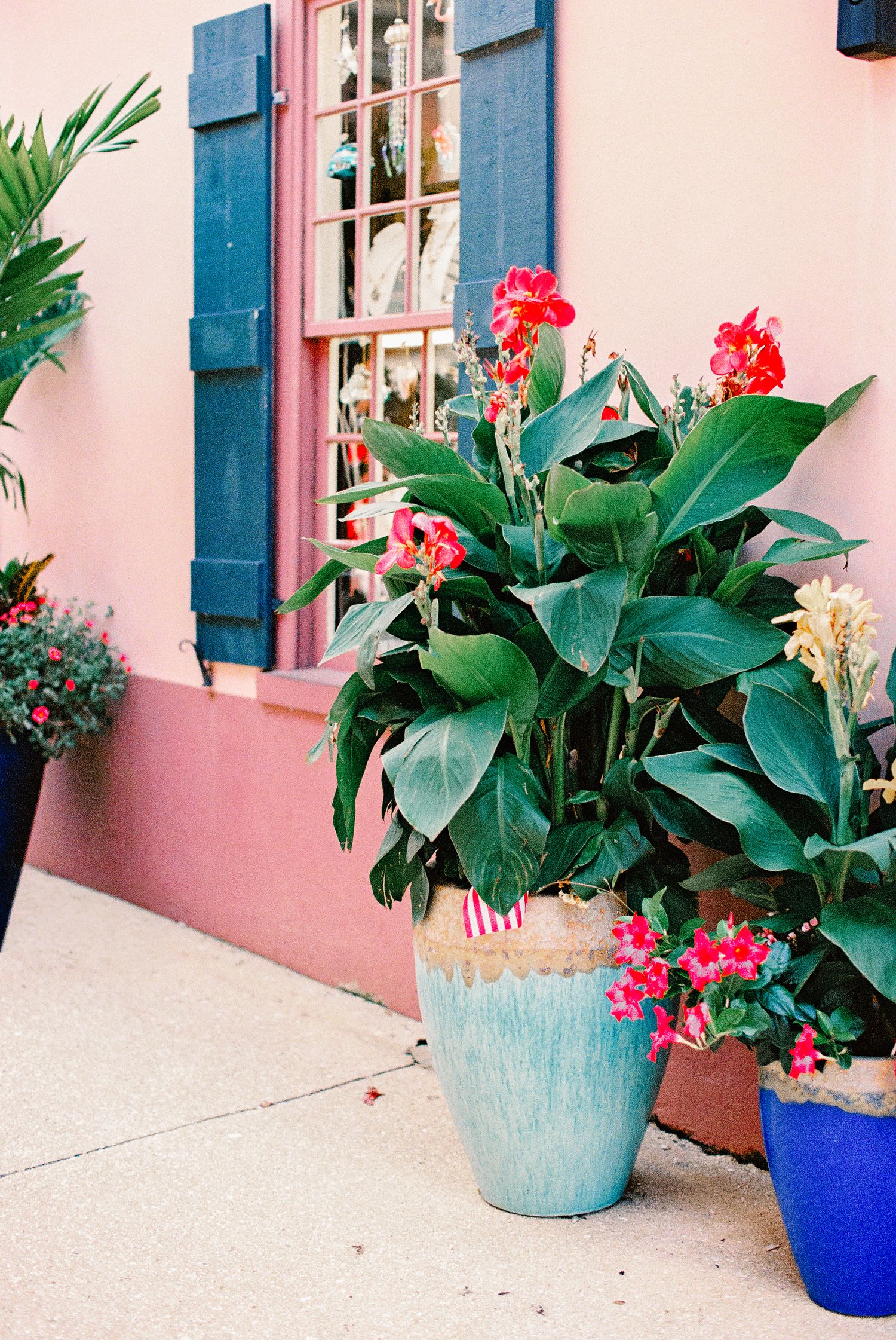 Colorful potted plants with red flowers outside a pink building with blue shutters.