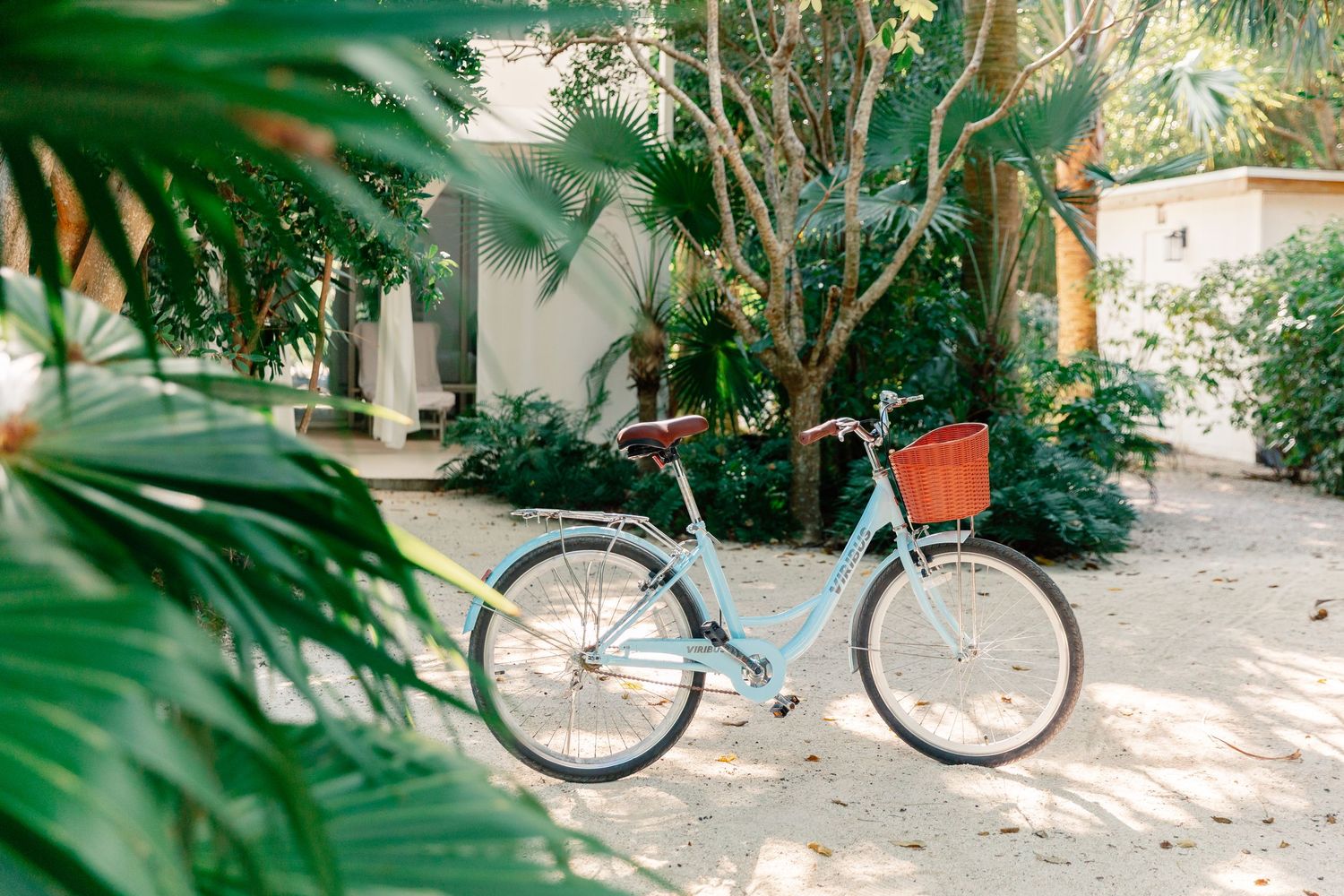 A light blue vintage bicycle with a brown basket parked on sandy path surrounded by lush tropical greenery.
