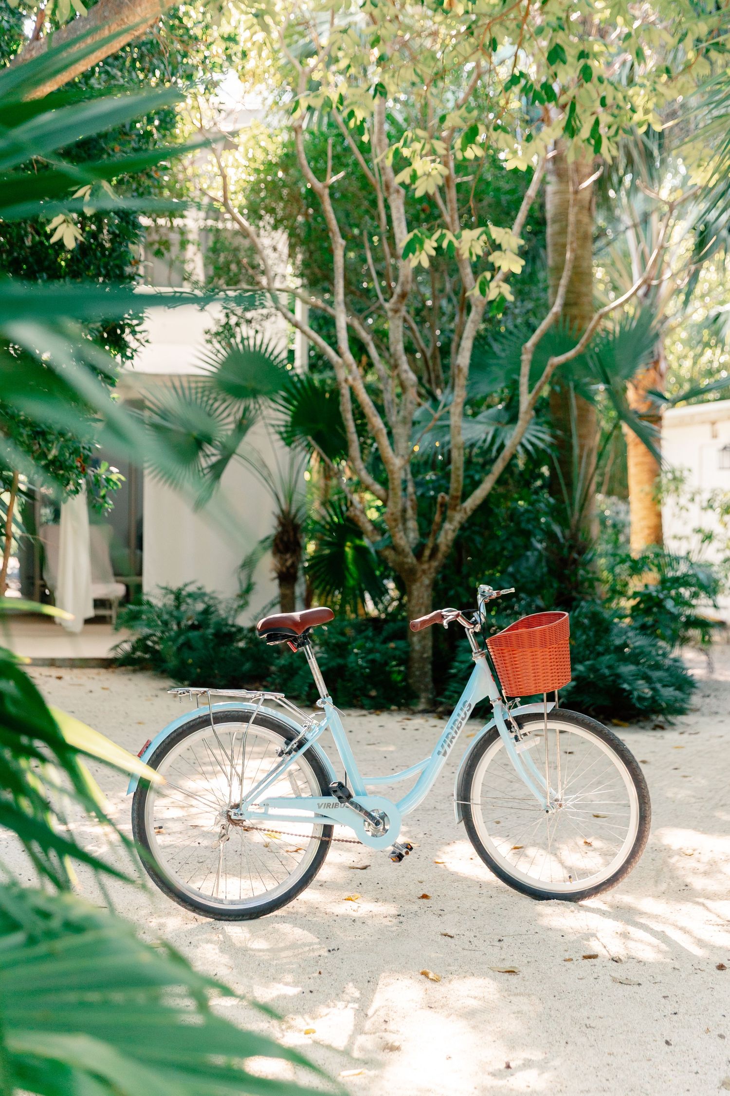 Light blue vintage bicycle with brown leather seat and red wicker basket parked on sandy path surrounded by lush tropical greenery.