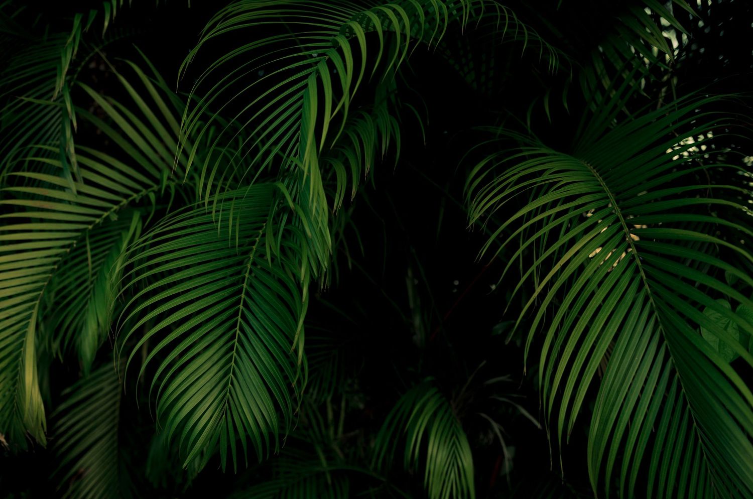 Lush tropical palm leaves with deep green color against a dark background, perfect for nature and jungle themes.