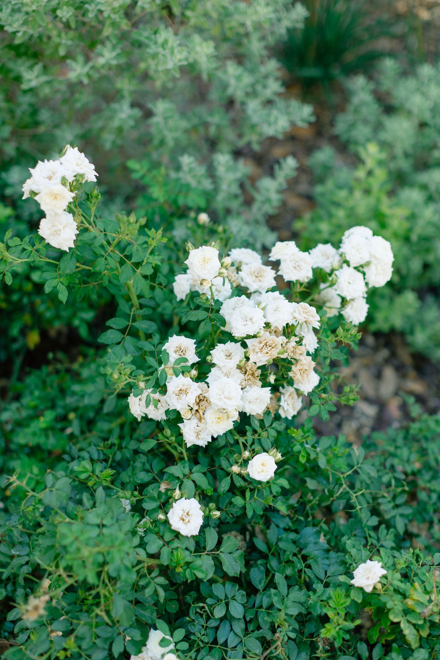 A lush green garden bush adorned with clusters of delicate white roses in full bloom, wedding at Bella Cosa