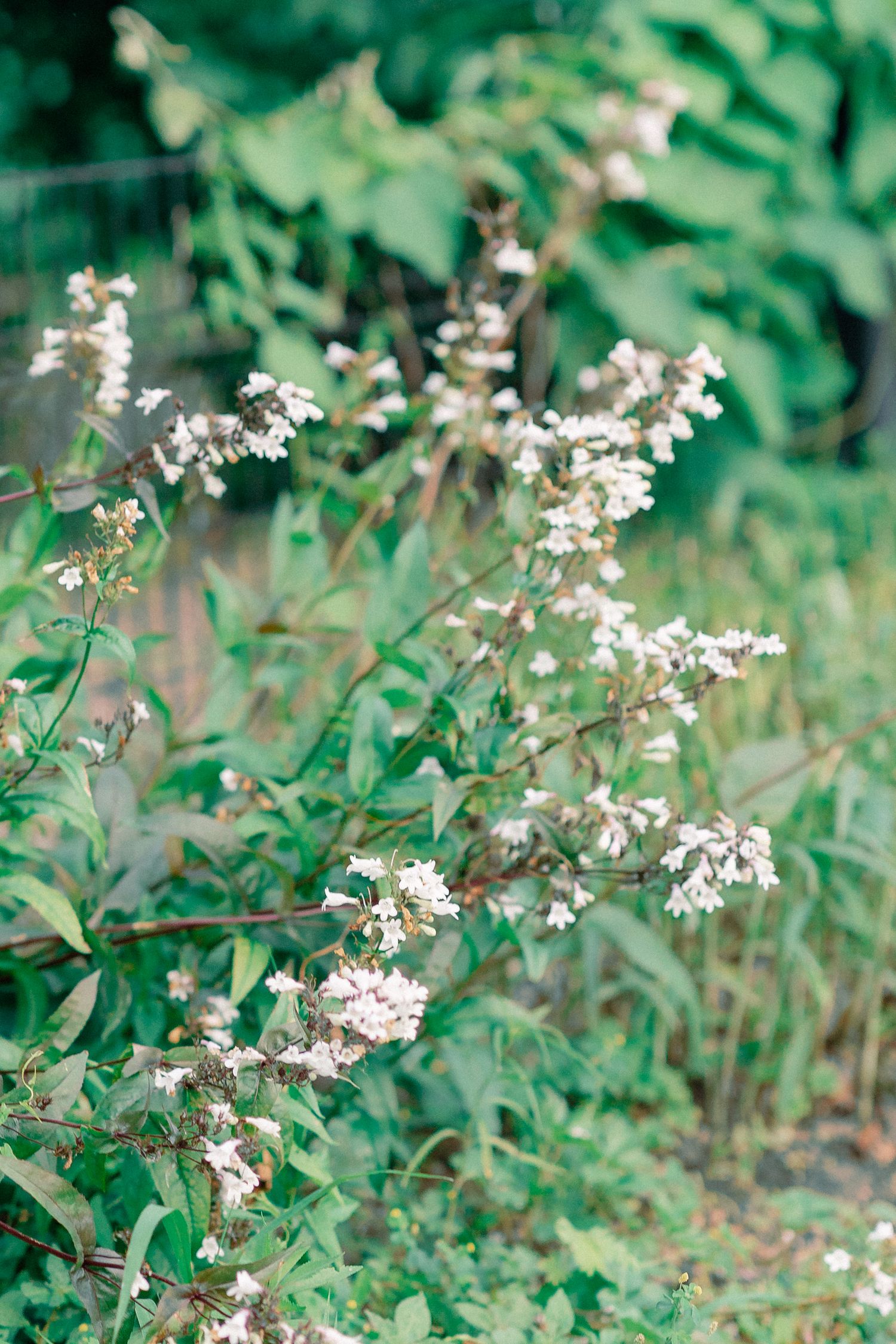 Wegerzyn Gardens Romantic Engagement Session | Dayton, Ohio | Victoria + Chris