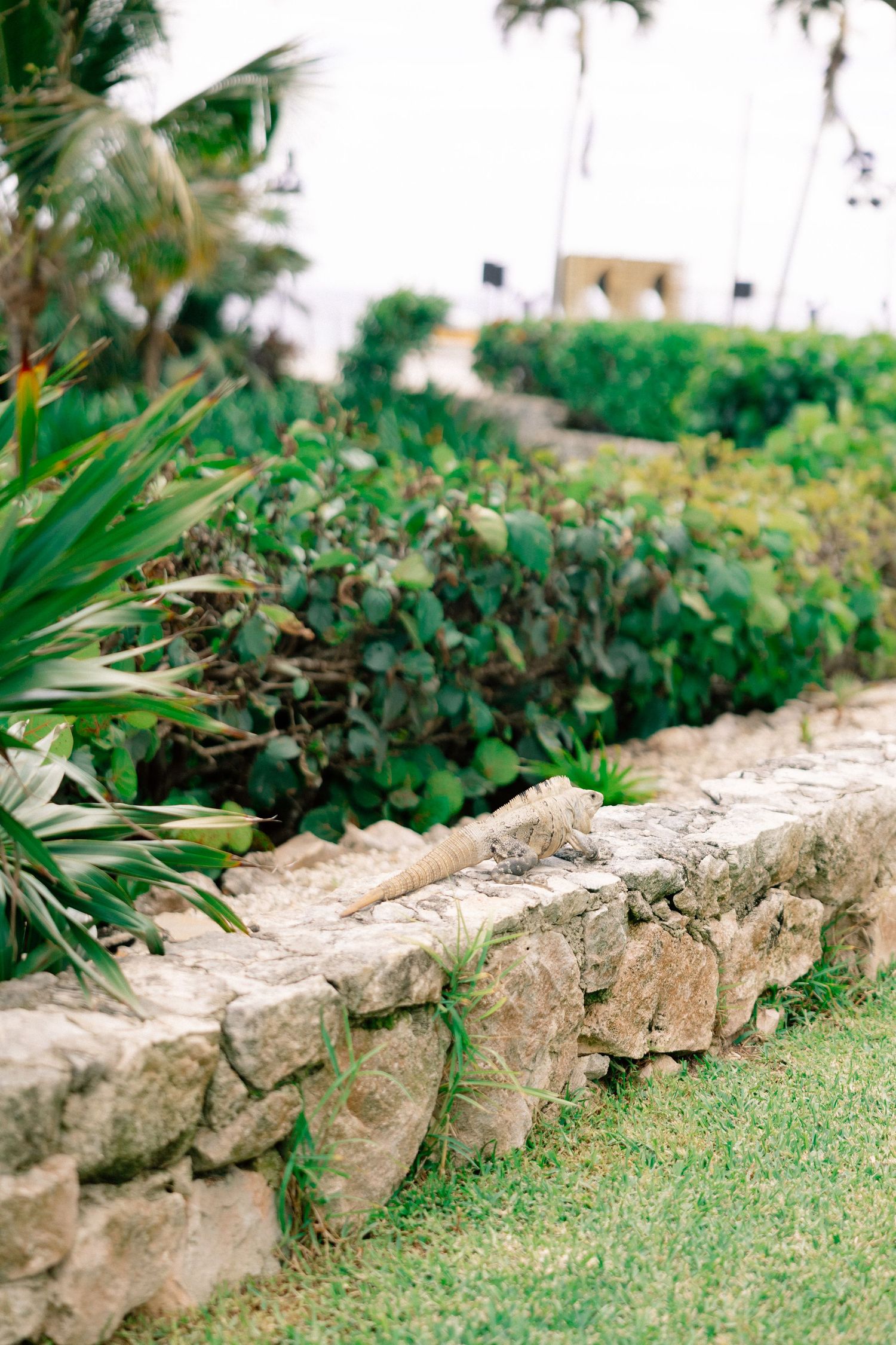 Stone retaining wall with an iguana resting on top, surrounded by lush tropical greenery and manicured lawn.