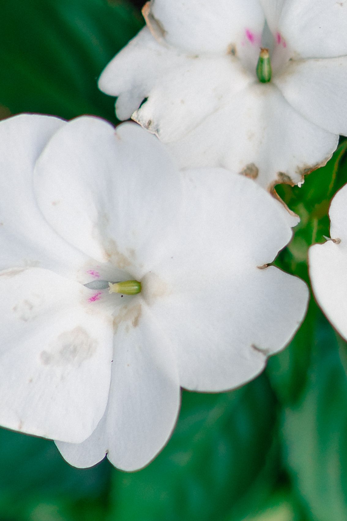 Wegerzyn Gardens Romantic Engagement Session | Dayton, Ohio | Victoria + Chris