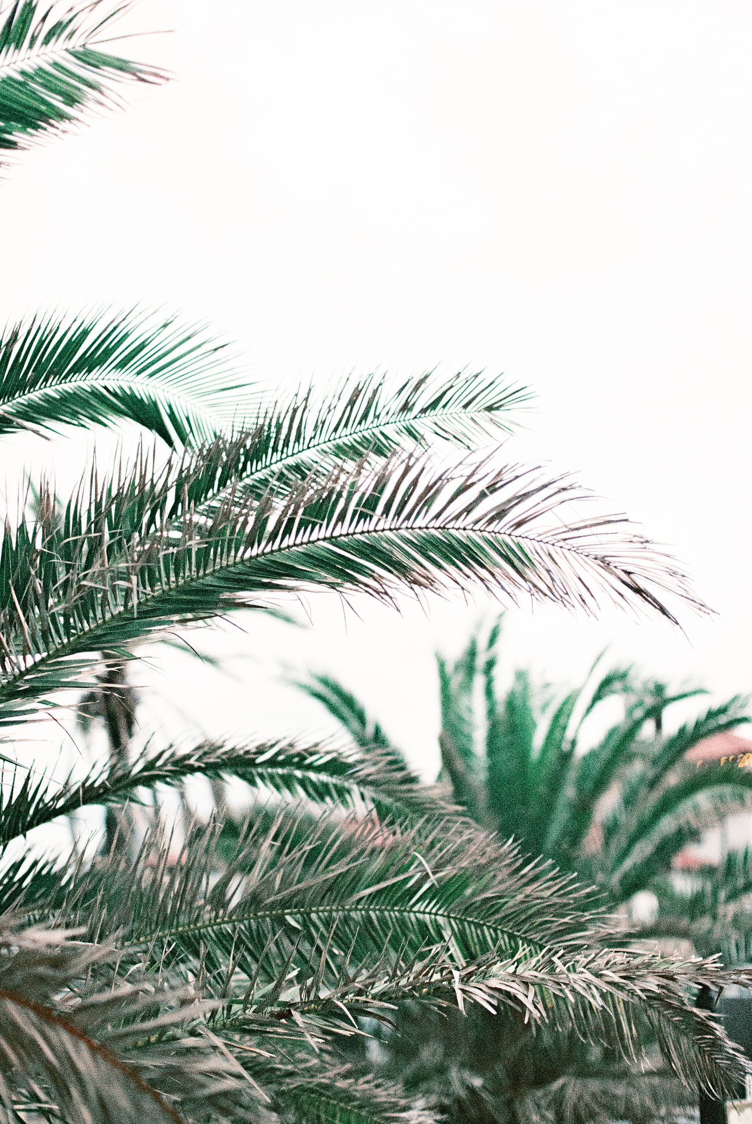 Close-up of lush green palm tree fronds against a bright white sky, tropical nature background.