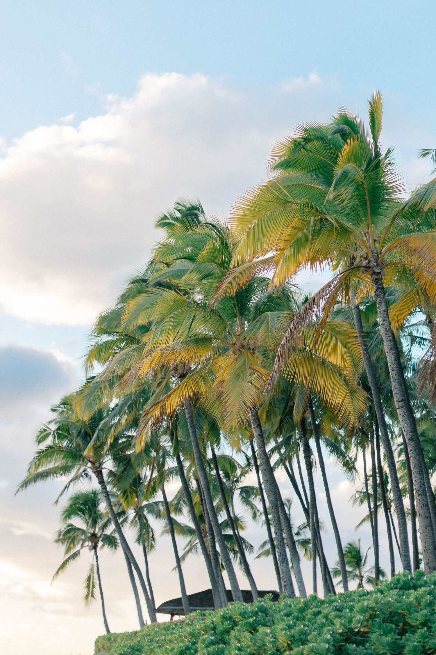 Disney Aulani Beach Engagement Photos | Oahu, Hawaii | Madison + Peter