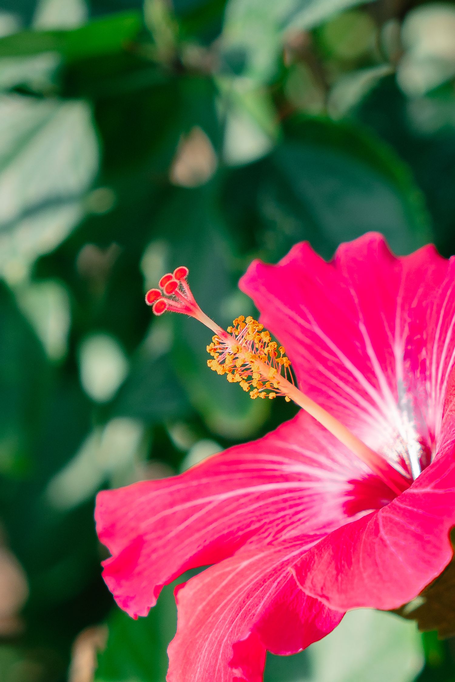 Vibrant pink hibiscus flower with yellow stamens and red pistils against a lush green leafy background.