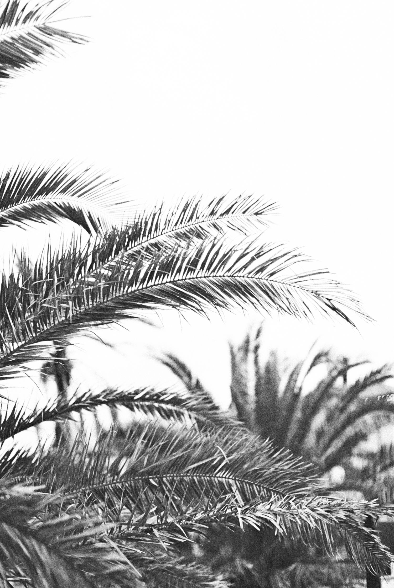Black and white photo of lush palm tree fronds against a bright white sky.