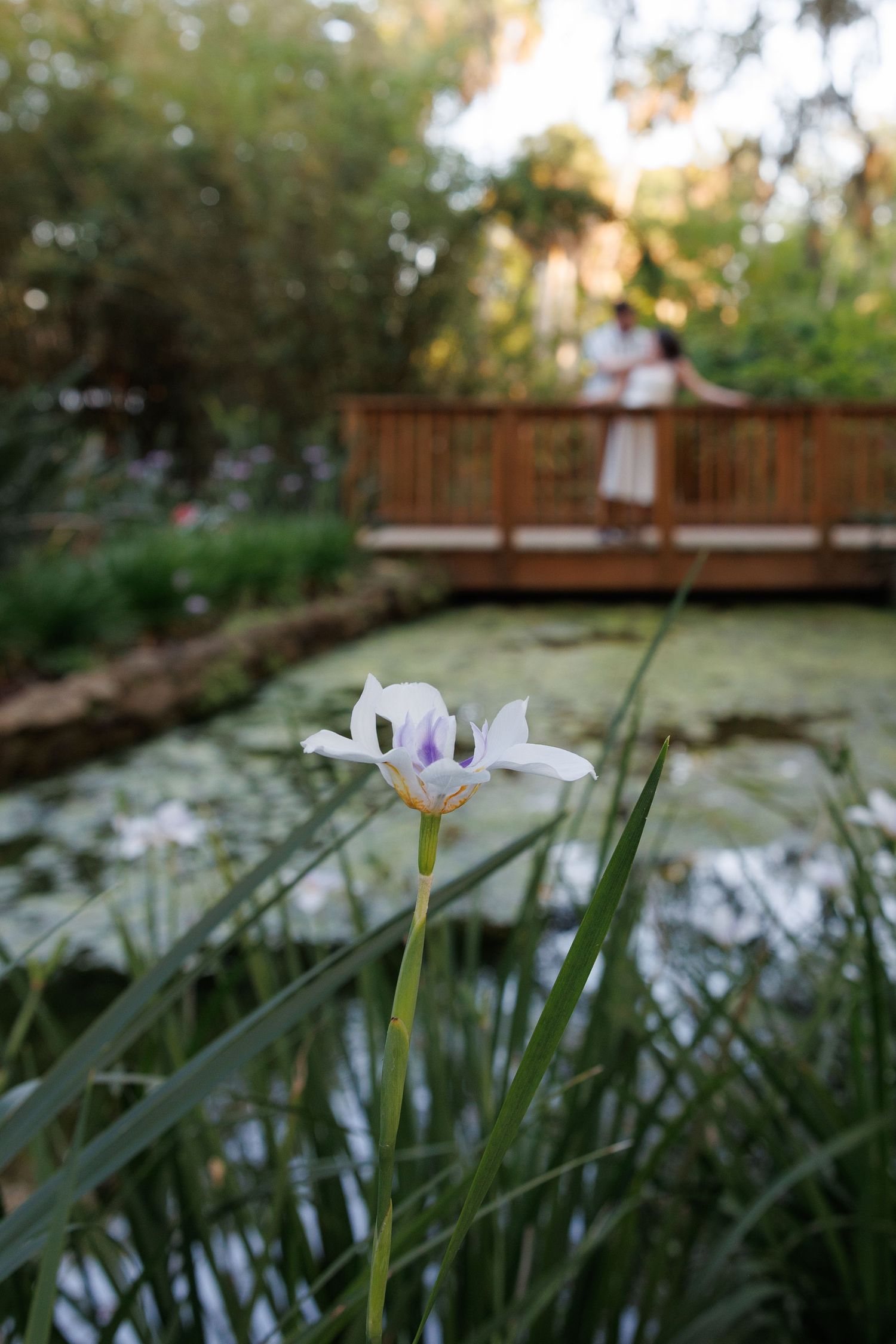 White iris flower blooms in foreground near a pond, with couple embracing on wooden bridge in soft bokeh background.