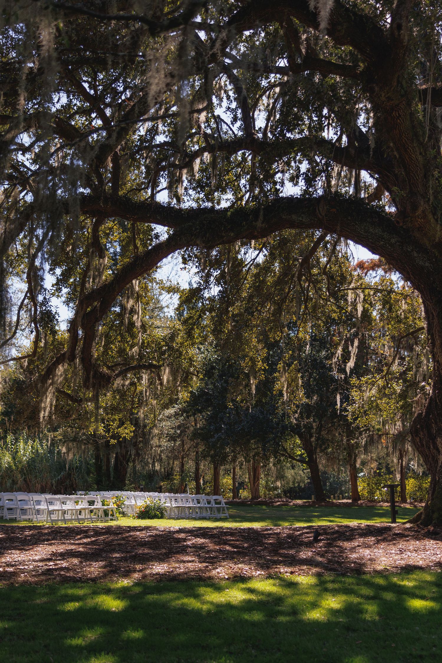 Outdoor wedding ceremony setup with white chairs under sprawling live oak trees draped in Spanish moss.