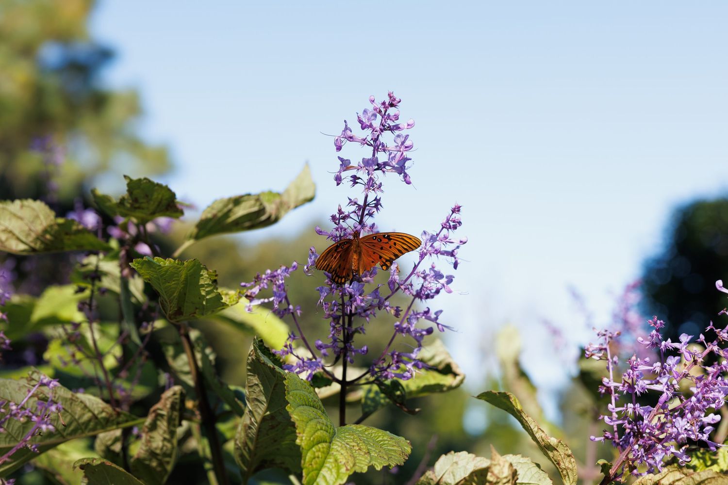 An orange Gulf Fritillary butterfly perched on purple salvia flowers in a sunny garden with green foliage and blue sky.