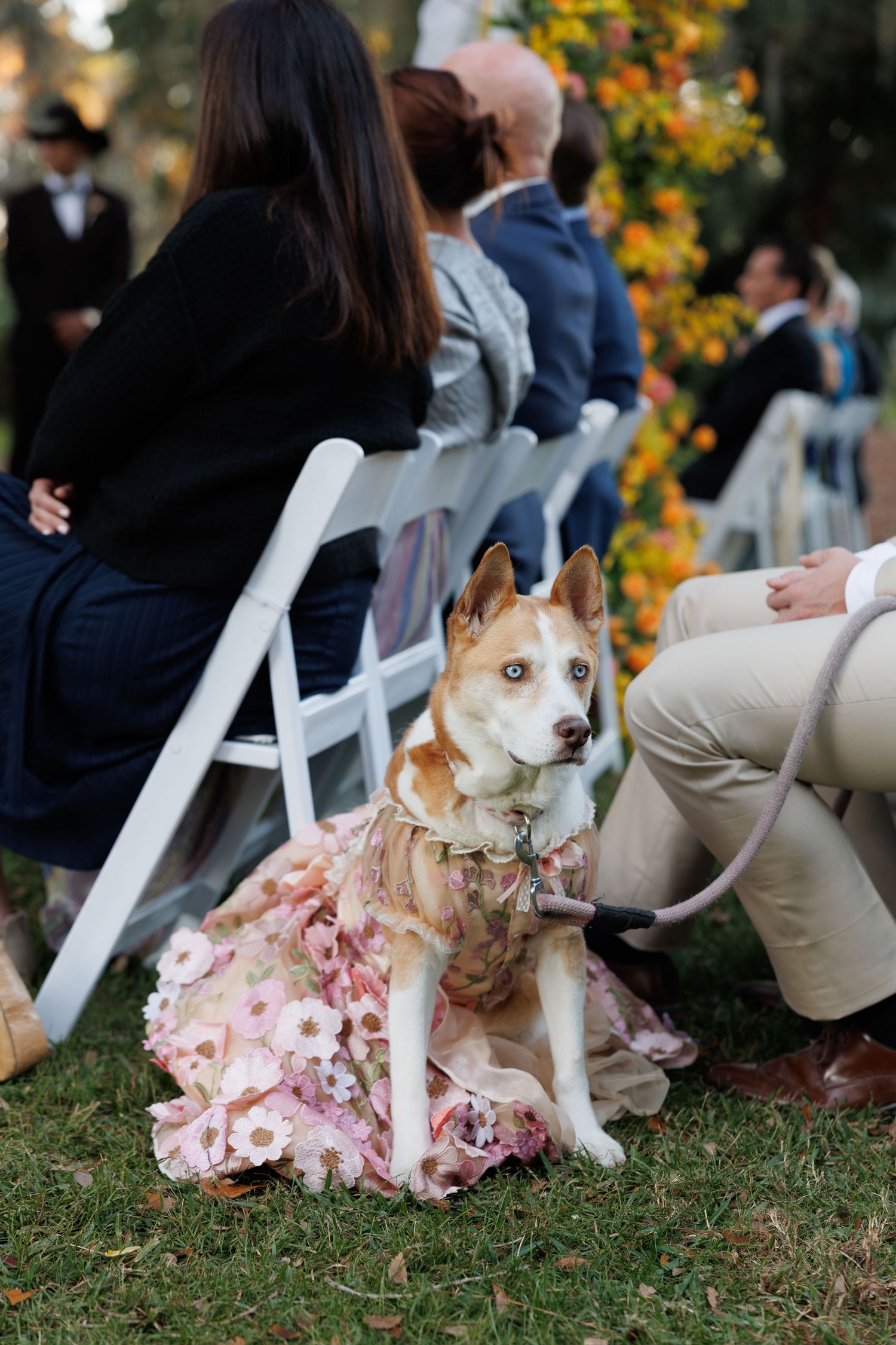 A dog wearing a floral pink dress sits on grass during an outdoor wedding ceremony with guests seated in white chairs.