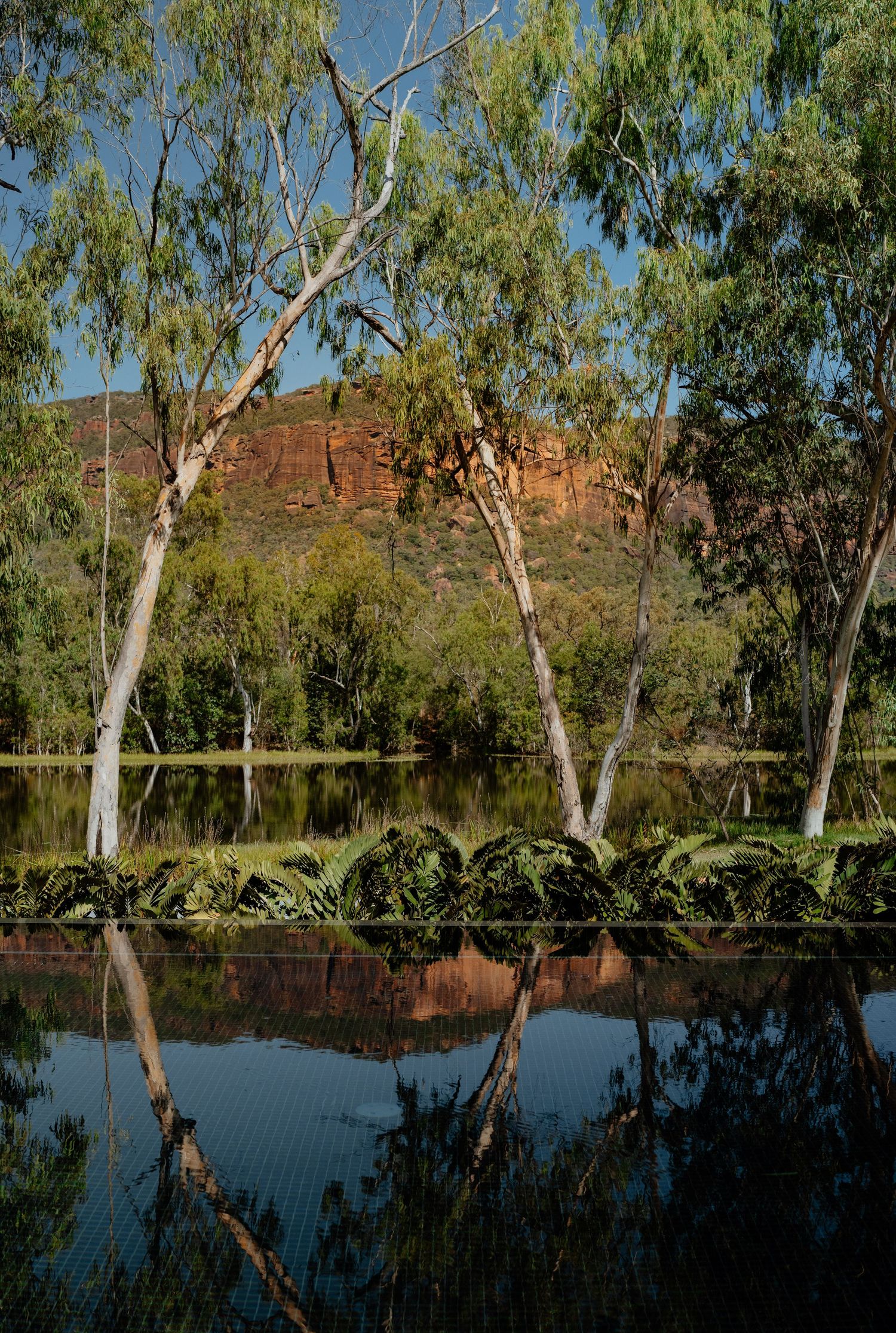 Tall eucalyptus trees reflecting in still water with red sandstone cliffs in Australian outback landscape.