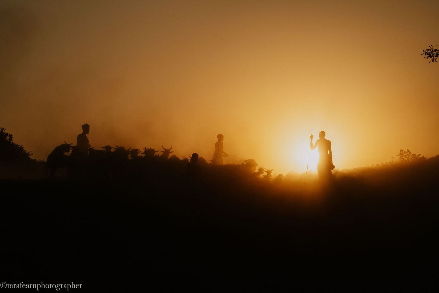 Silhouettes of people and cattle moving across a dusty hilltop during a warm golden sunset.