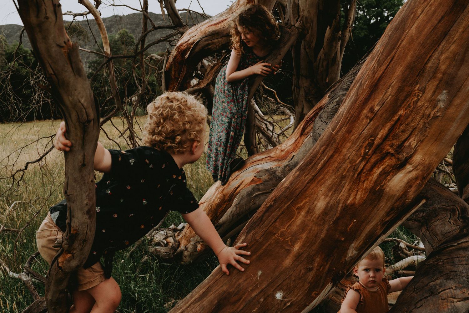 Three children climbing and exploring a large rustic tree outdoors in nature.