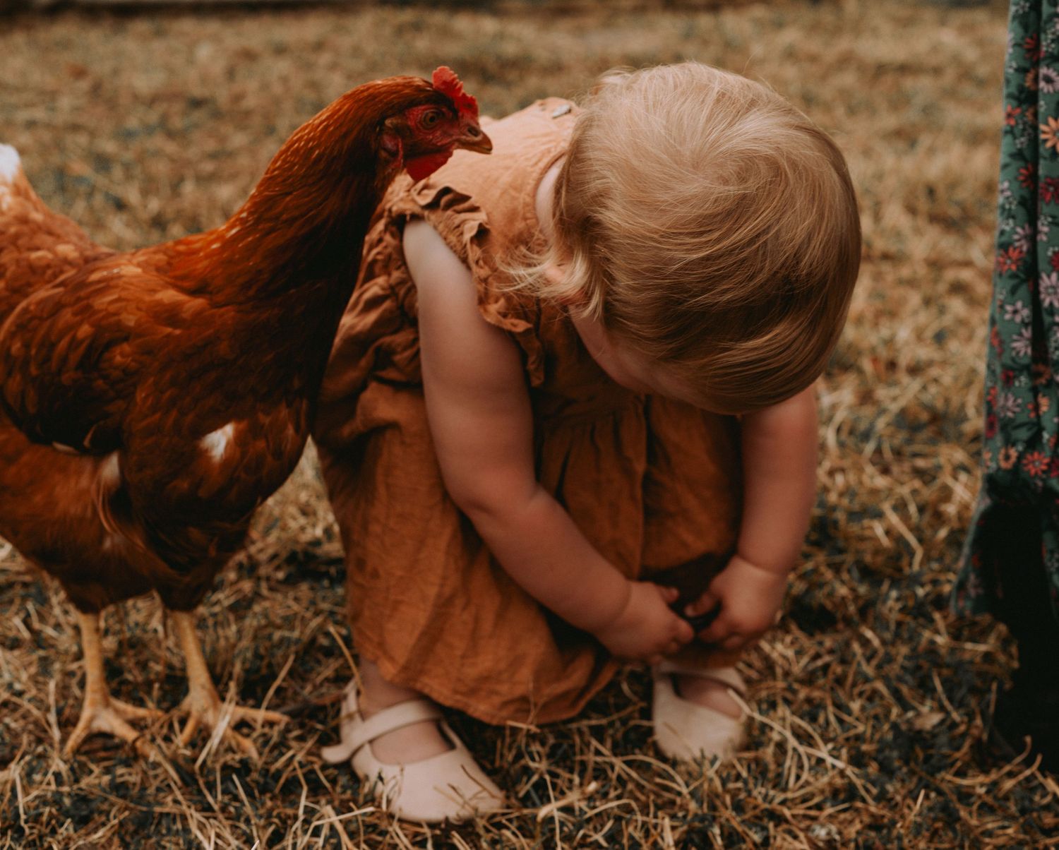 Curious blonde toddler in rust dress crouching down to examine something near a brown hen on a farm.