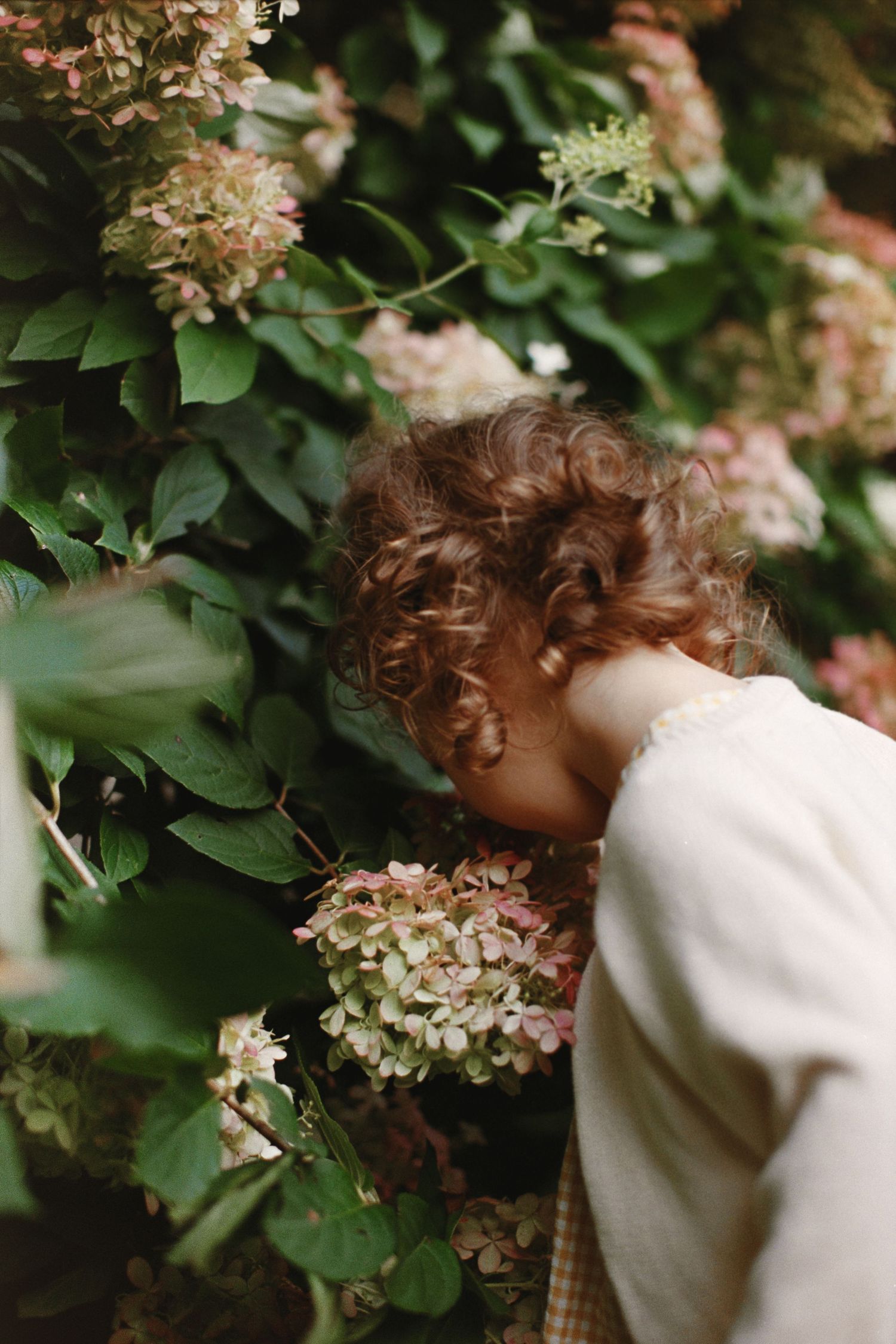 Person in white sweater leaning towards blooming flowers in garden.
