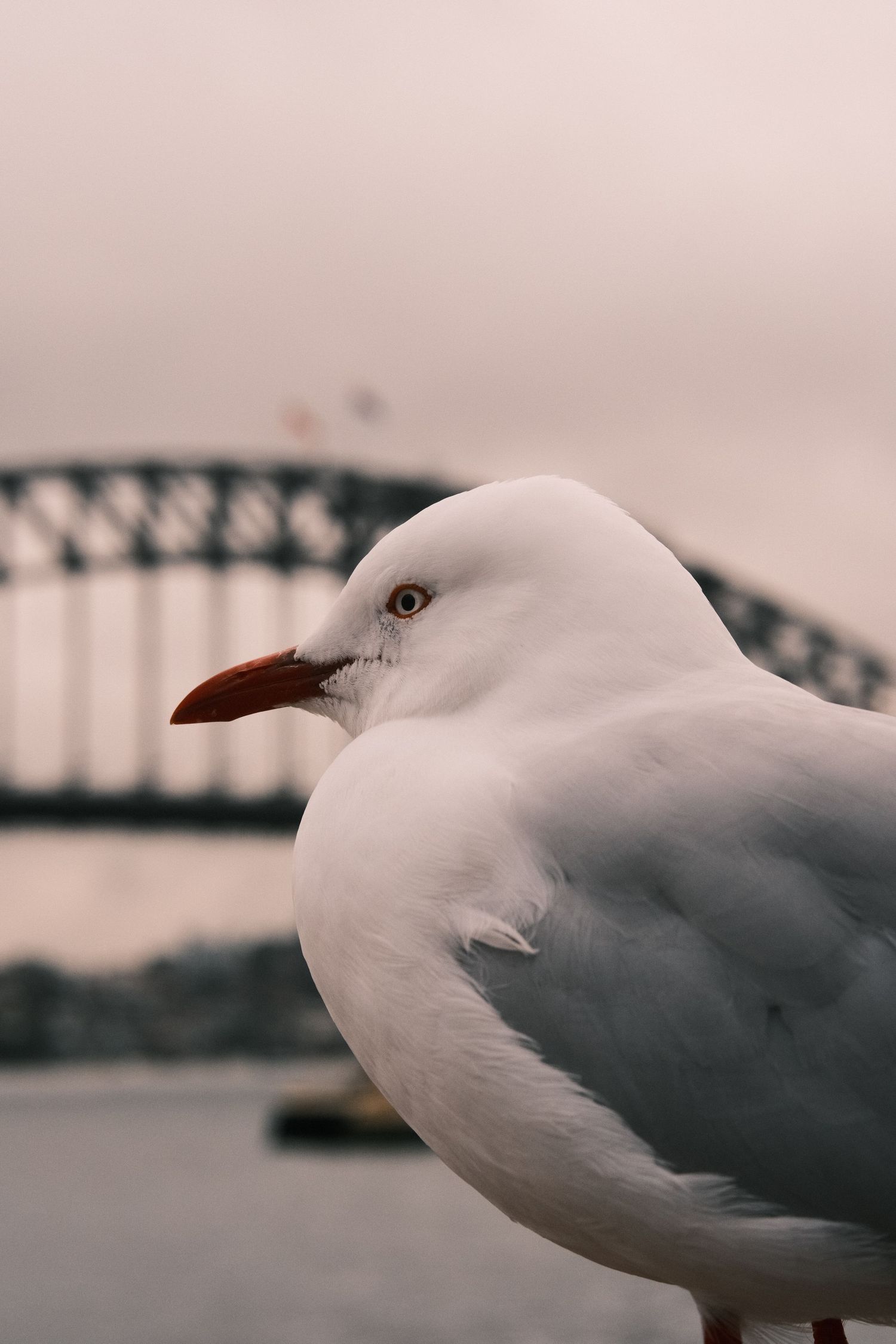 A silver gull with a red beak poses in front of the iconic Sydney Harbour Bridge at dusk.