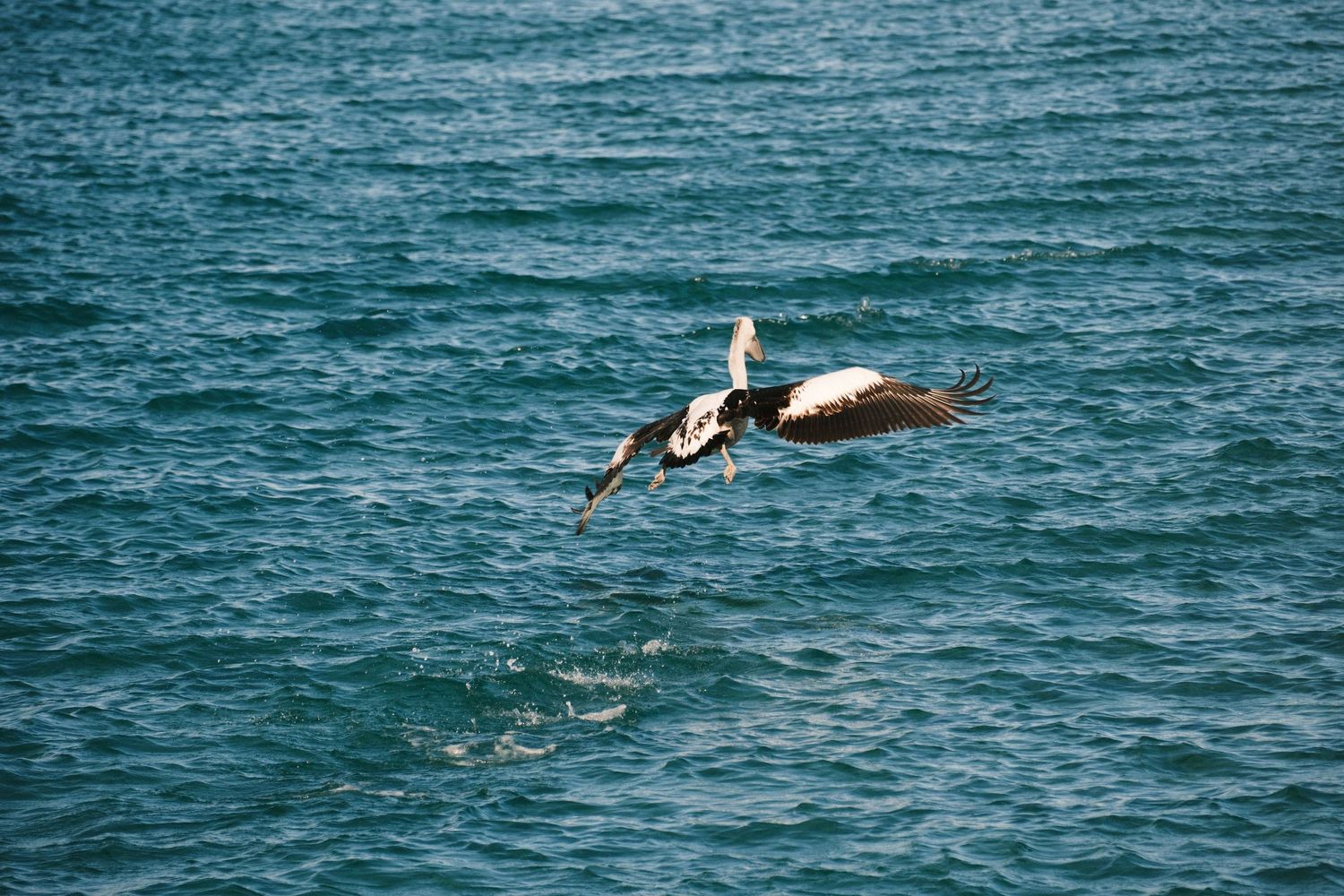 A brown pelican soars gracefully over shimmering turquoise ocean waters with wings fully spread in flight.