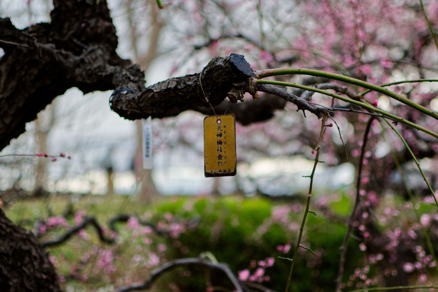 Yellow tag hanging from a blossoming cherry tree branch in a Japanese garden.