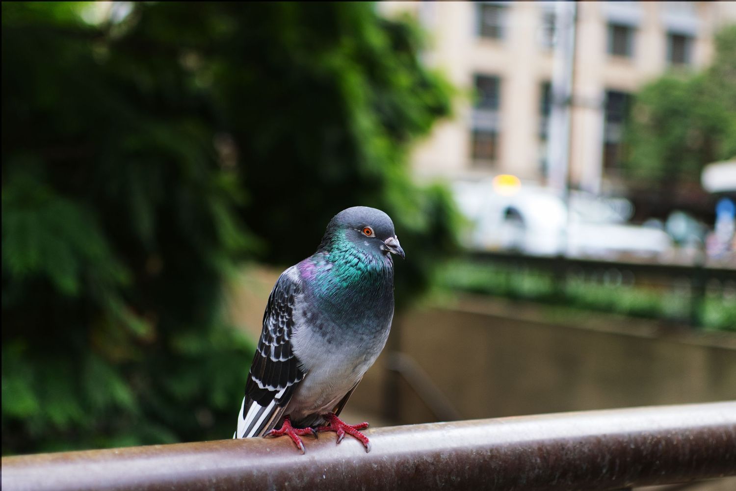Close-up of a colorful pigeon perched on a metal railing with green trees behind.