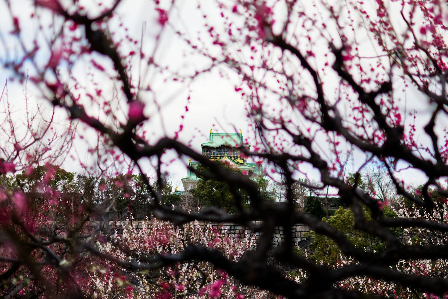 Japanese castle with green roof visible through dense pink plum blossom tree branches.