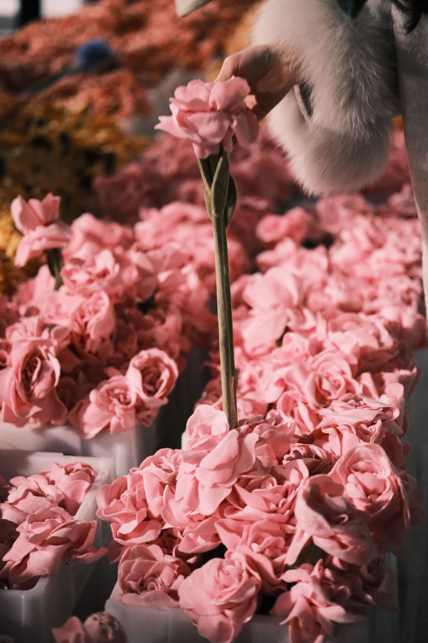 Hand selecting a pink rose from bunches of fresh pink roses at a flower market.