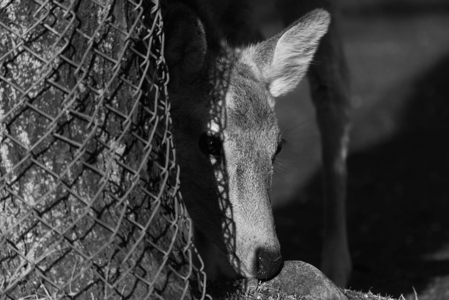 A young deer peers cautiously from behind a chain-link fence in a striking black and white photograph.