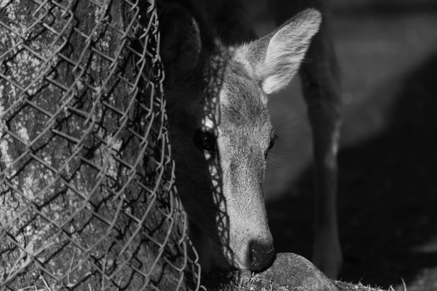 A young deer peers curiously from behind a chain-link fence in a black and white close-up photograph.