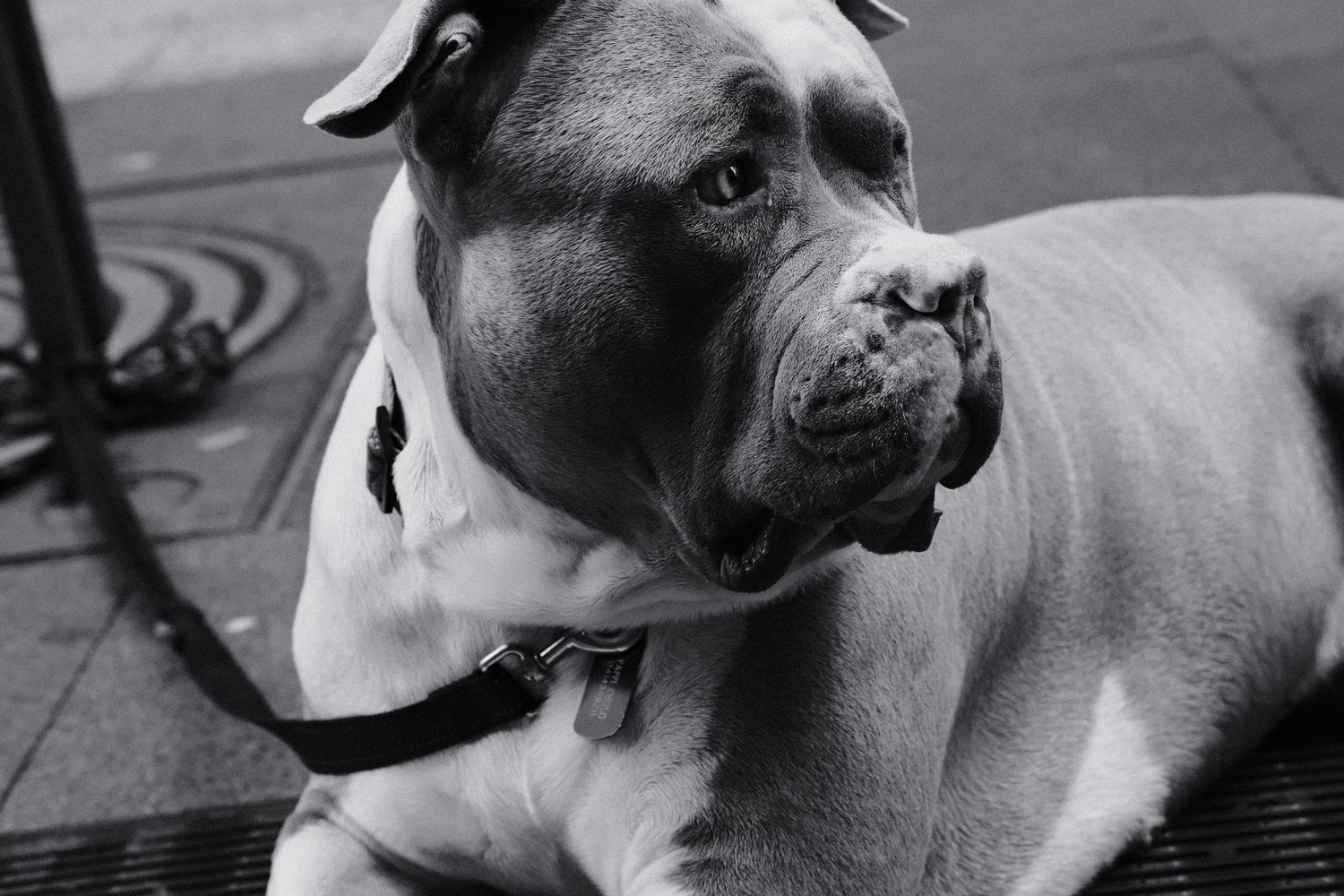 Black and white photo of a muscular Cane Corso dog on a leash, sitting on a sidewalk and looking up curiously.