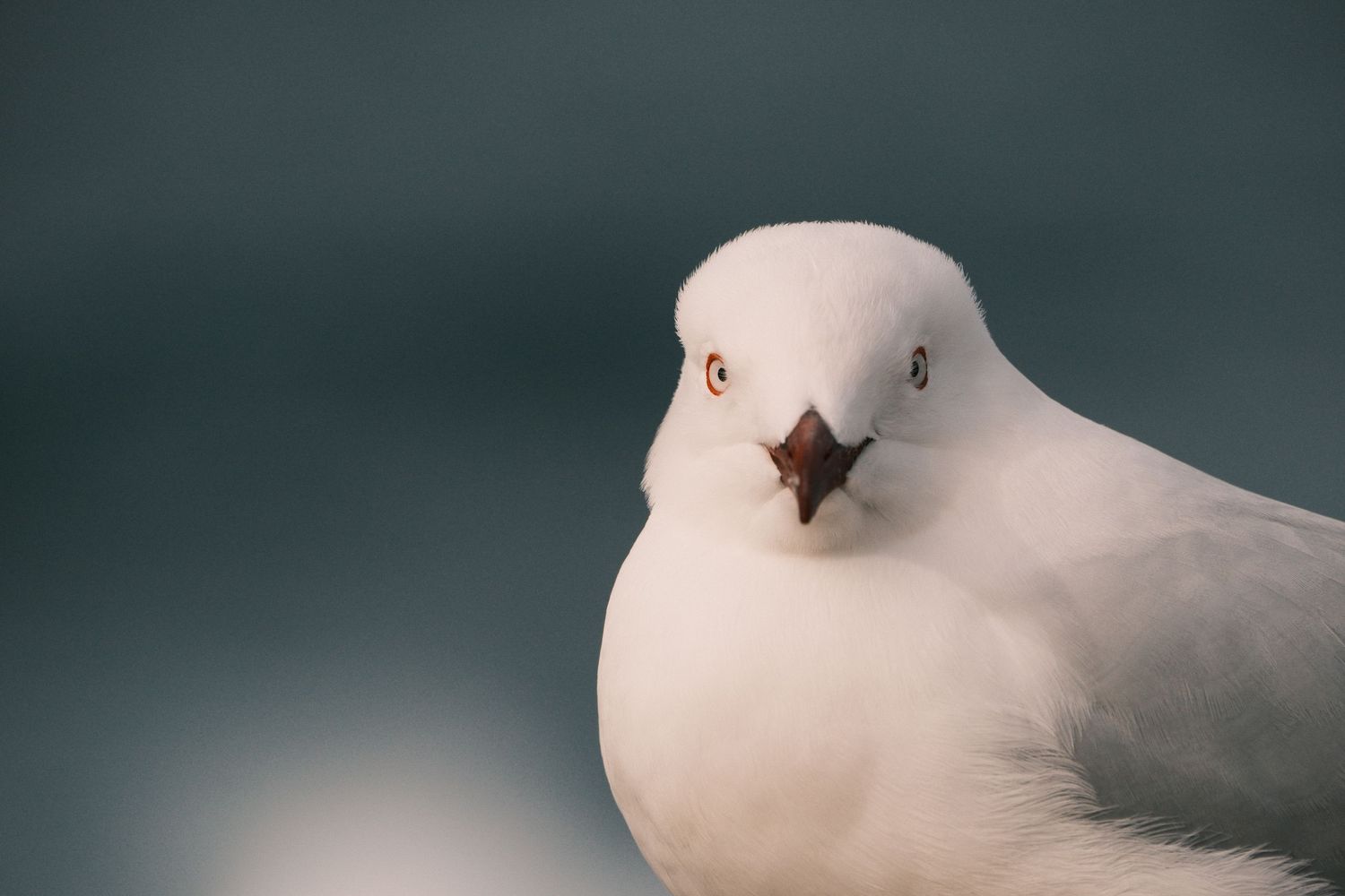 Close-up portrait of a white seagull with a brown beak and red eye against a blurred blue-gray background.