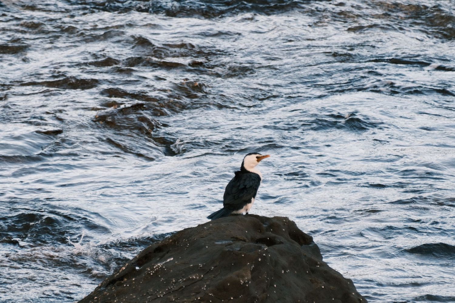 A black and white seabird perches on a rocky outcrop with ocean waves crashing in the background.