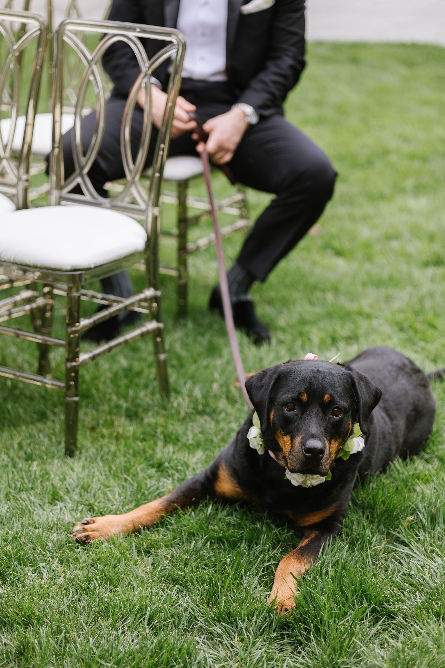 Dog at Ceremony at Baltimore Art Museum Wedding