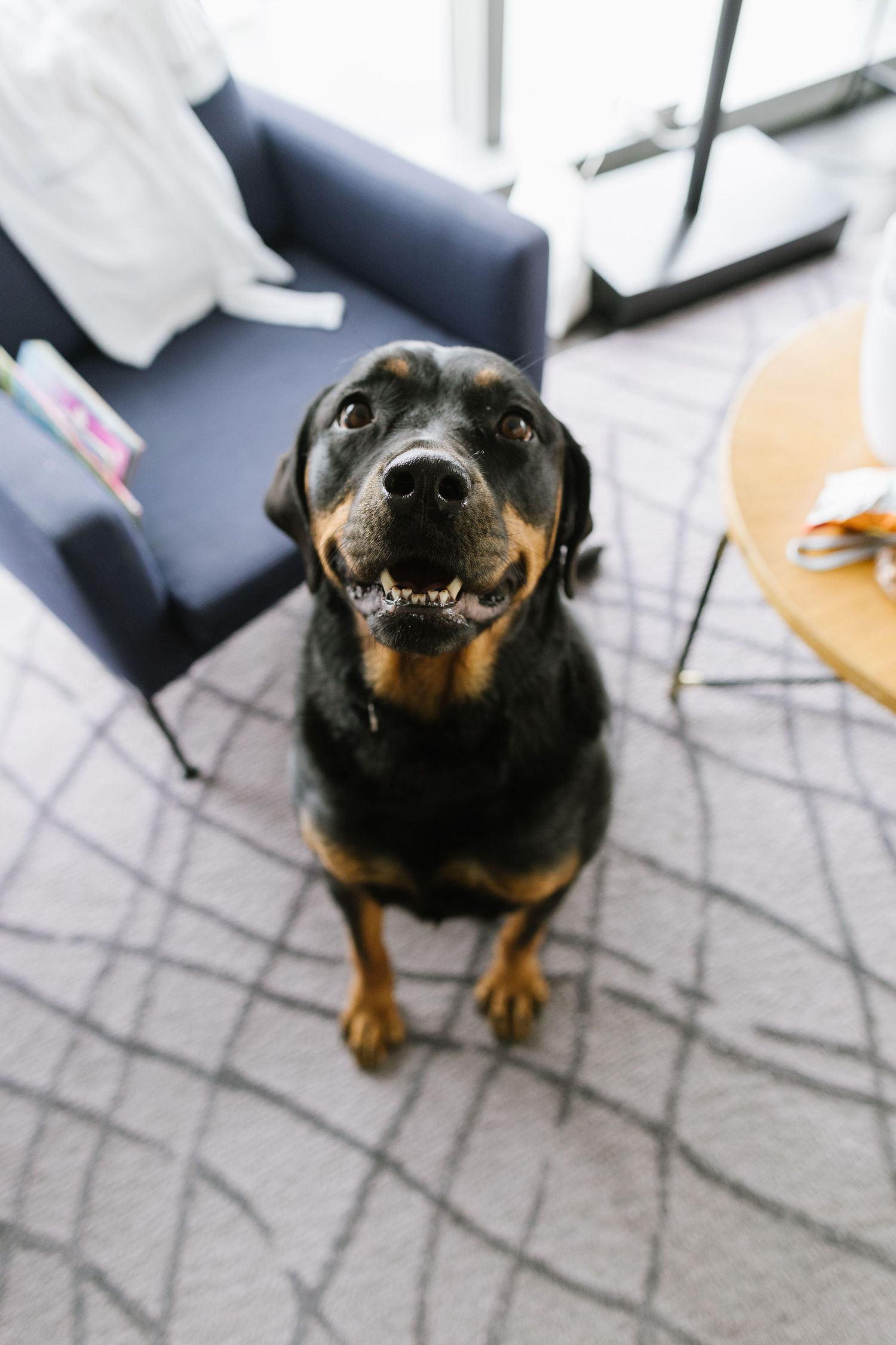Dog Getting Ready