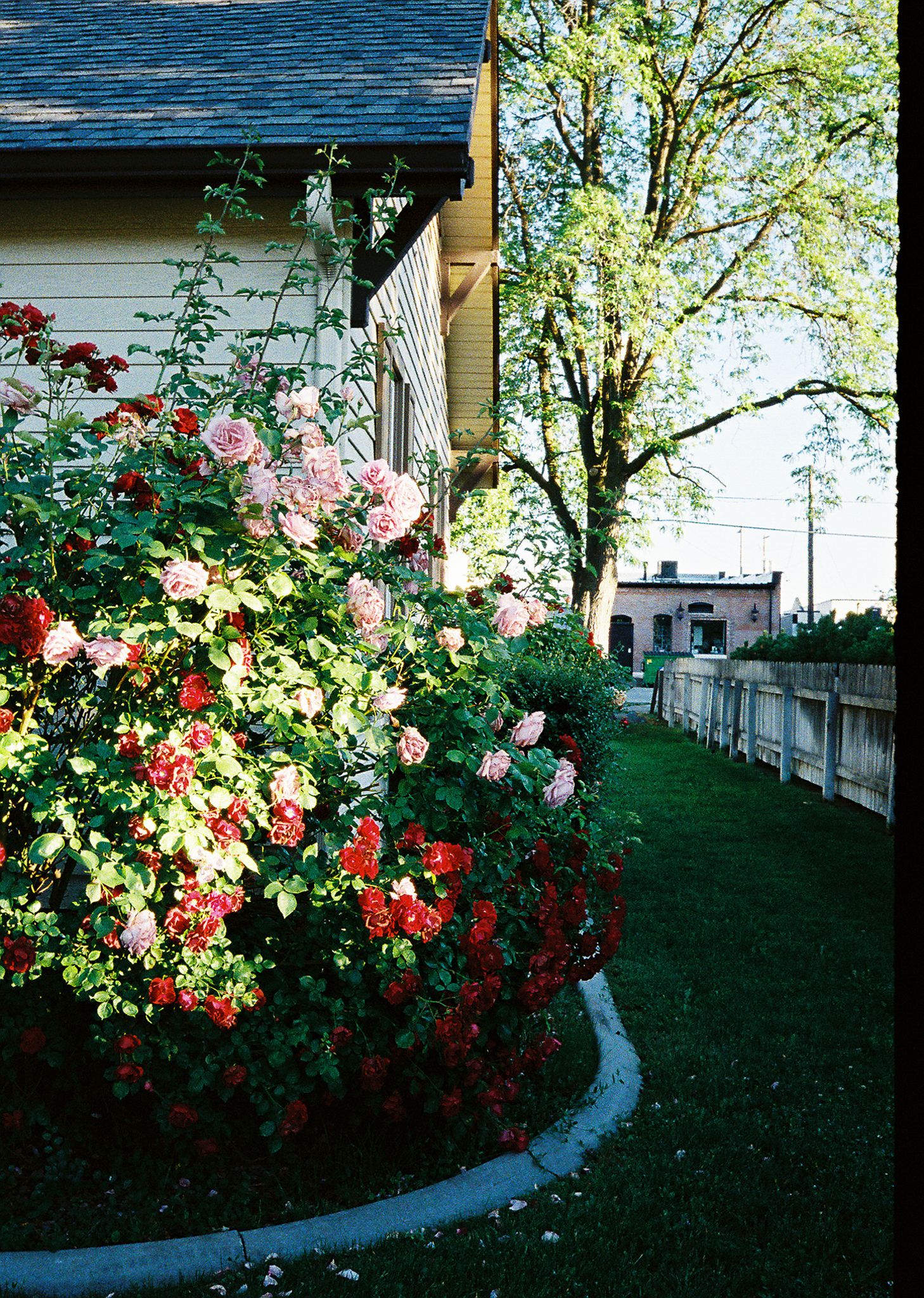 35mm fujifilm 400 film shot by Micael Marie