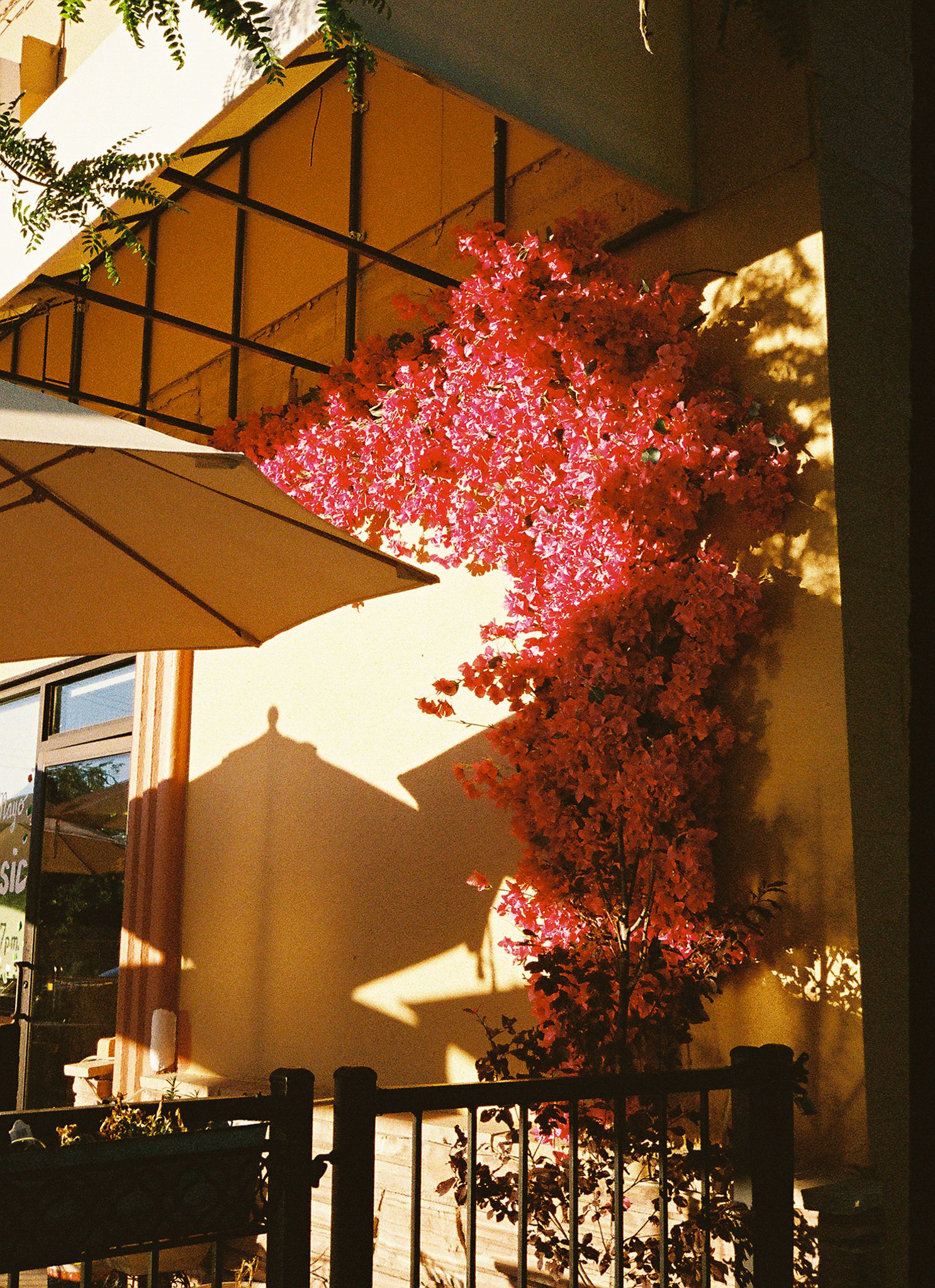 35mm fujifilm 400 film shot by Micael Marie