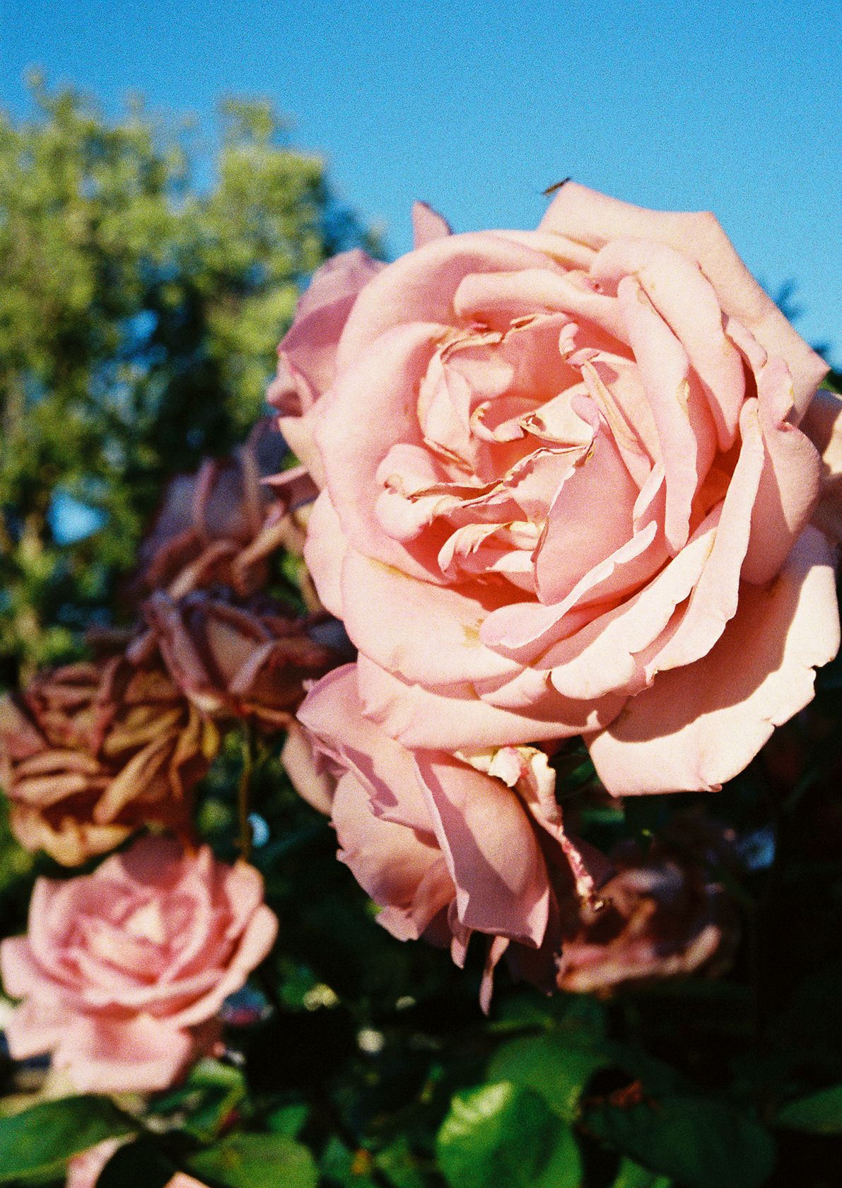 Fuji 400H 35mm film - FLORAL