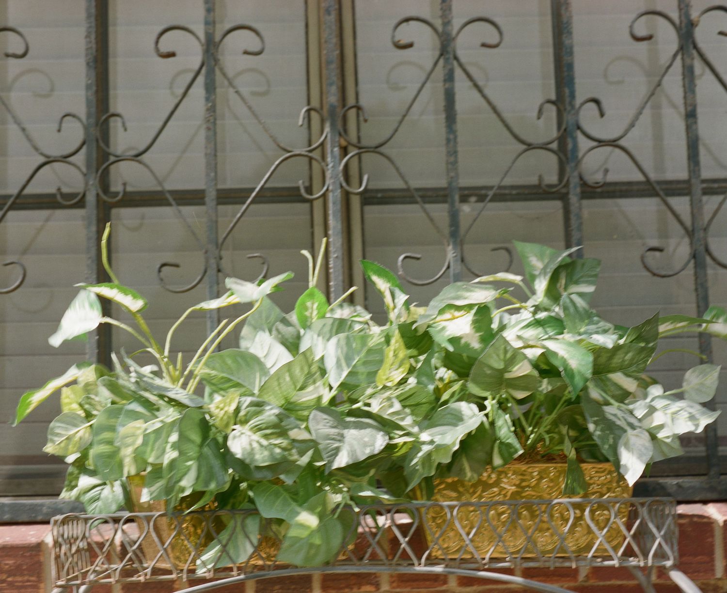 Lush green pothos plant in a decorative gold window box planter against ornate wrought iron garden gate.