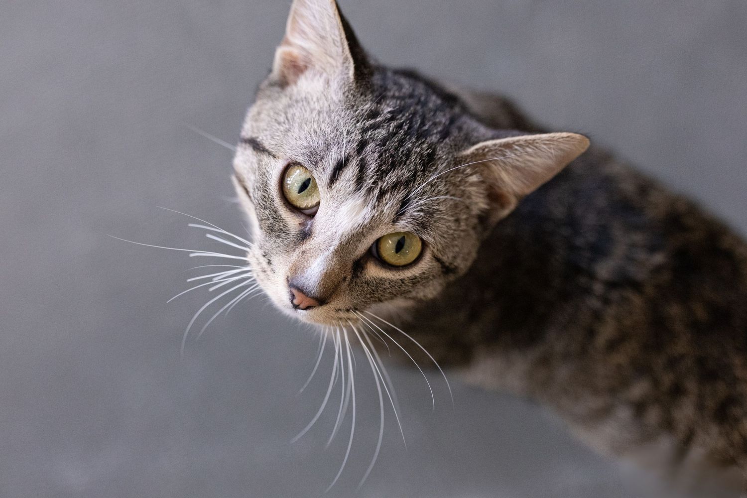 A cat in a gray striped coat looking up curiously with bright yellow eyes and white whiskers.
