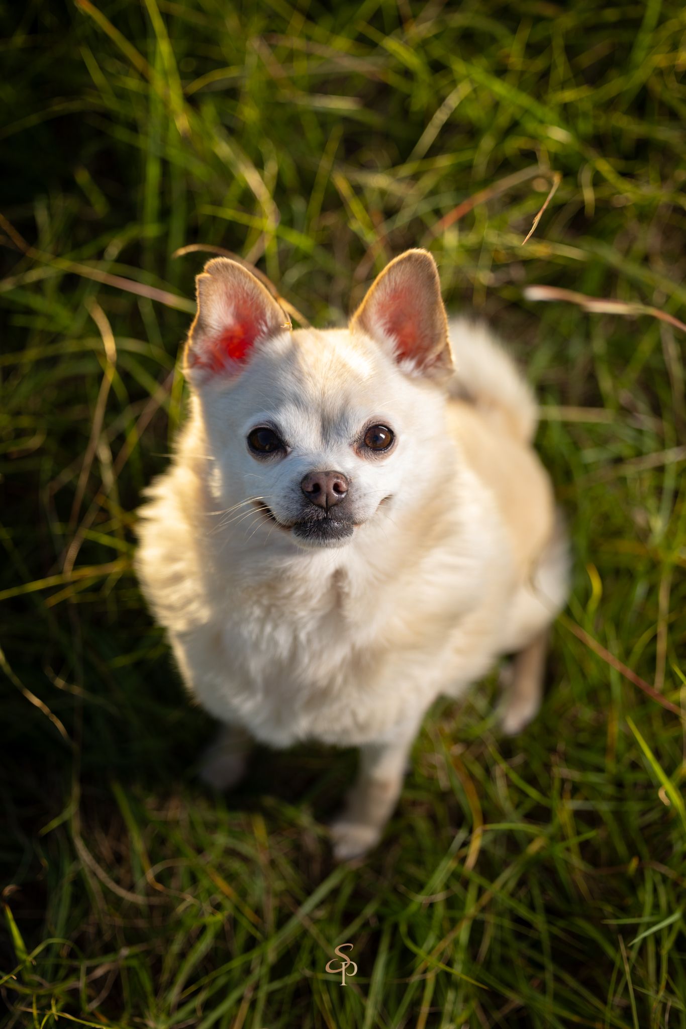 A white Chihuahua with perked ears looks up at the camera while standing in green grass on a sunny day.