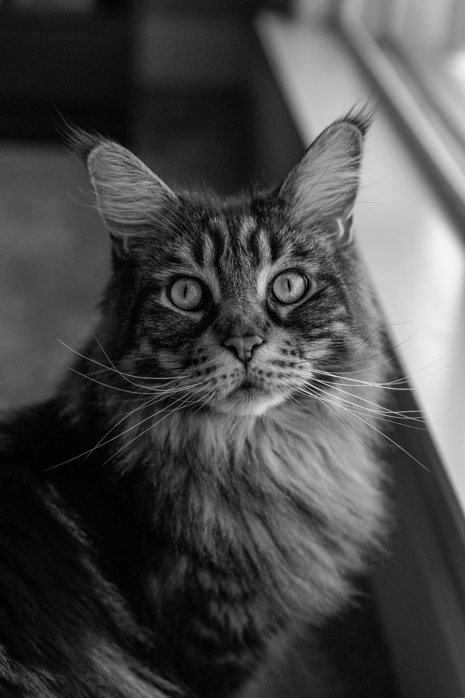 Black and white portrait of a majestic Maine Coon cat with striking eyes and long fluffy fur.