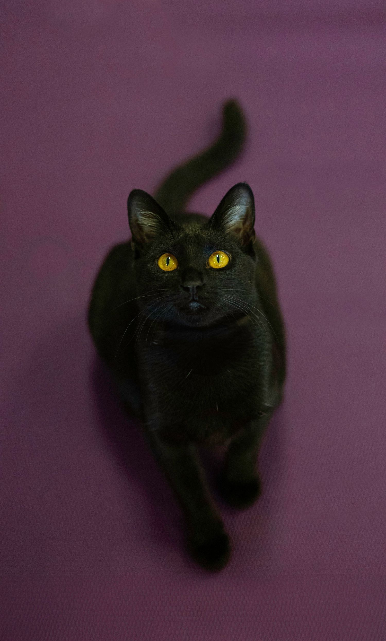 Black cat with bright yellow eyes photographed against purple background.